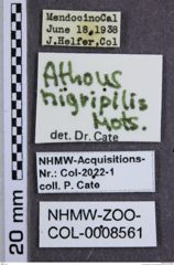 Etiketten zu Athous nigropilis (NHMW-ZOO-COL-0008561)